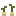 Parsnip Plant Stage2 Texture